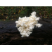 Мицелий Ежовика коралловидного / Гериций решетчатовидный (Hericium coralloides)